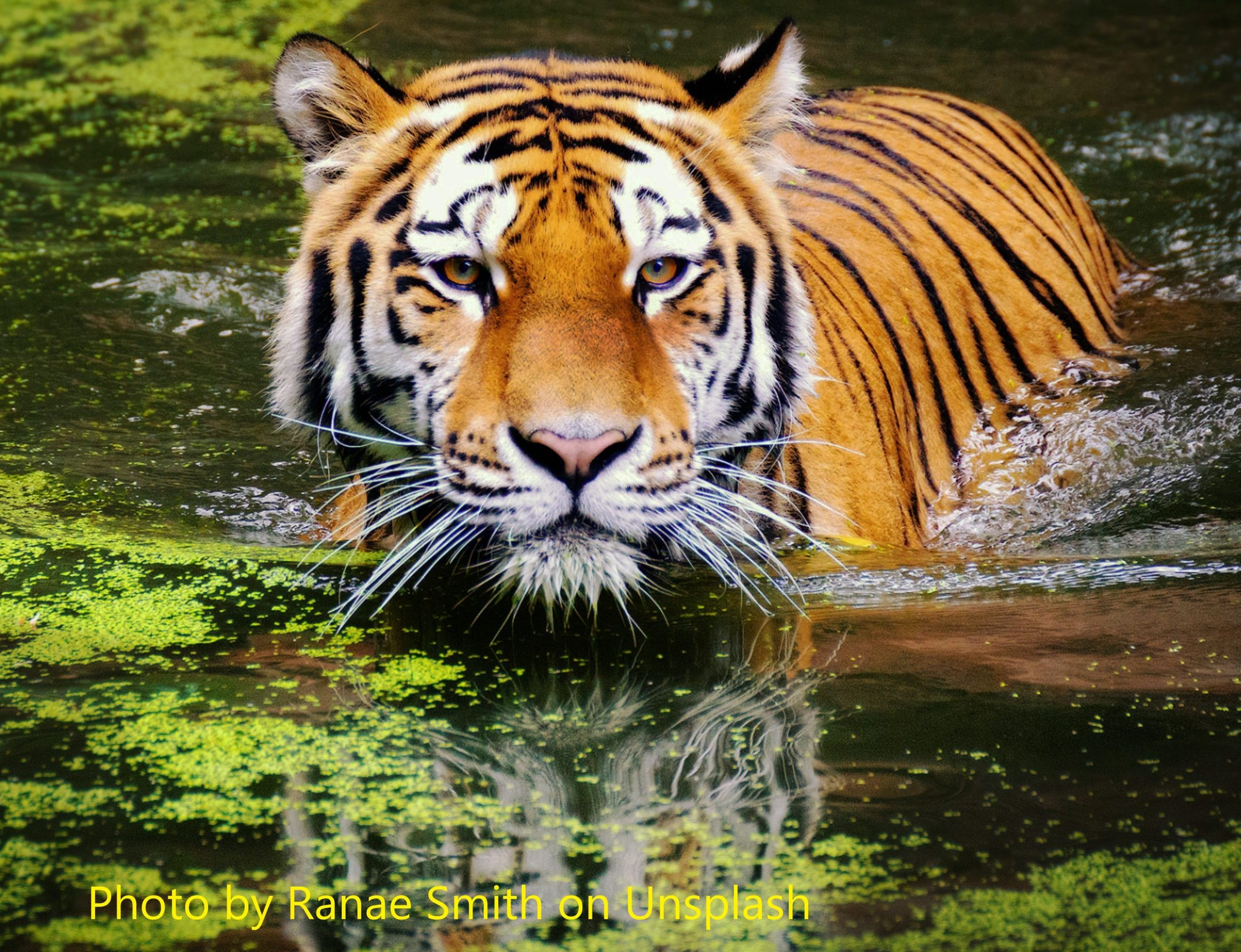 International Tiger Day » Traditional Chinese Acupuncture Clinic ...